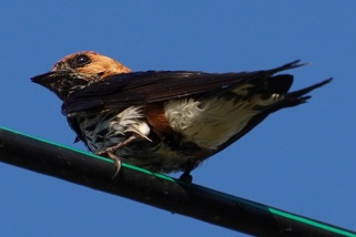 Cecropis abyssinica - Maidschwalbe